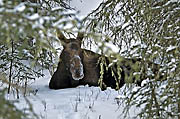 Moos in snow Yellowstone 